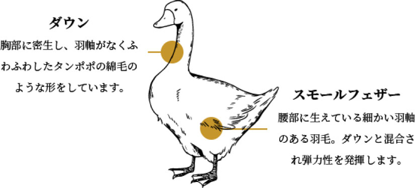 ダウン　胸部に密生し。羽軸がなくふわふわしたタンポポの綿毛のような形をしています。　スモールフェザー　腰部に生えている細かい羽軸のある羽毛。ダウンと混合され弾力性を発揮します。