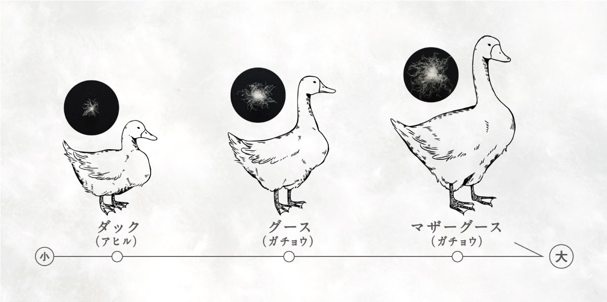 ダック、グース、マザーグースを小さい方から大きい方に並べている
